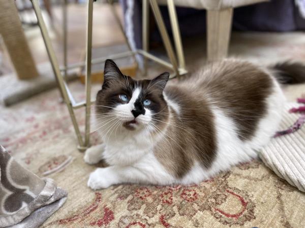 /Images/uploads/Friends of Seal Beach Animal Care Center/2022sbacc/entries/20702thumb.jpg